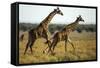 Giraffe Herd-null-Framed Stretched Canvas