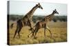 Giraffe Herd-null-Stretched Canvas