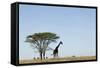 Giraffe Herd-null-Framed Stretched Canvas