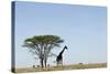 Giraffe Herd-null-Stretched Canvas