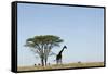 Giraffe Herd-null-Framed Stretched Canvas