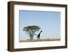 Giraffe Herd-null-Framed Photographic Print