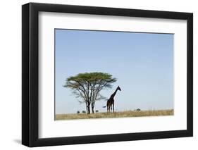 Giraffe Herd-null-Framed Photographic Print