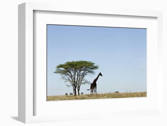 Giraffe Herd-null-Framed Photographic Print