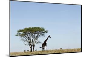 Giraffe Herd-null-Mounted Photographic Print