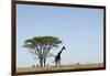 Giraffe Herd-null-Framed Photographic Print