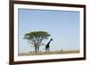 Giraffe Herd-null-Framed Photographic Print