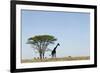 Giraffe Herd-null-Framed Photographic Print