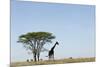 Giraffe Herd-null-Mounted Photographic Print