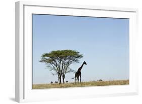 Giraffe Herd-null-Framed Photographic Print