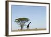 Giraffe Herd-null-Framed Photographic Print