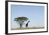 Giraffe Herd-null-Framed Photographic Print