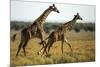 Giraffe Herd-null-Mounted Photographic Print
