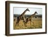 Giraffe Herd-null-Framed Photographic Print