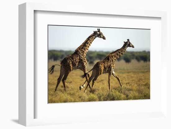 Giraffe Herd-null-Framed Photographic Print