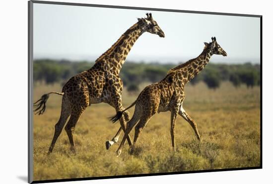 Giraffe Herd-null-Mounted Photographic Print