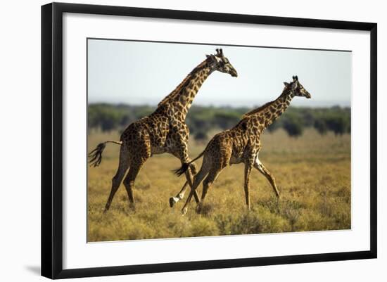 Giraffe Herd-null-Framed Photographic Print