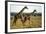 Giraffe Herd-null-Framed Photographic Print