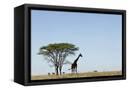 Canvas Black