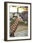 Giraffe I-Karyn Millet-Framed Photographic Print