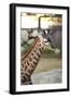 Giraffe I-Karyn Millet-Framed Photographic Print