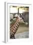 Giraffe I-Karyn Millet-Framed Photographic Print