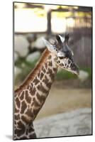 Giraffe I-Karyn Millet-Mounted Photographic Print