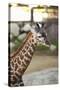 Giraffe I-Karyn Millet-Stretched Canvas
