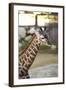 Giraffe I-Karyn Millet-Framed Photographic Print