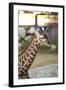 Giraffe I-Karyn Millet-Framed Photographic Print