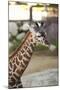 Giraffe I-Karyn Millet-Mounted Photographic Print