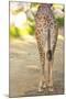 Giraffe II-Karyn Millet-Mounted Photographic Print