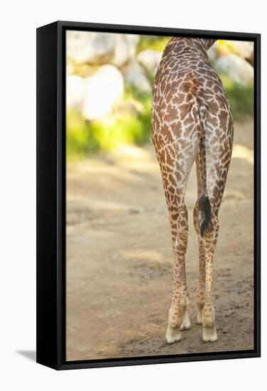 Giraffe II-Karyn Millet-Framed Stretched Canvas