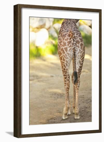 Giraffe II-Karyn Millet-Framed Photographic Print