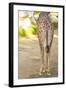 Giraffe II-Karyn Millet-Framed Photographic Print