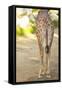 Giraffe II-Karyn Millet-Framed Stretched Canvas