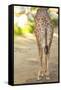 Giraffe II-Karyn Millet-Framed Stretched Canvas