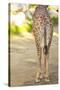 Giraffe II-Karyn Millet-Stretched Canvas