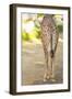 Giraffe II-Karyn Millet-Framed Photographic Print