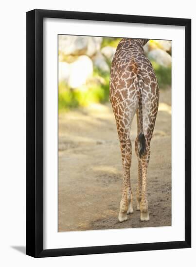 Giraffe II-Karyn Millet-Framed Photographic Print