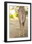 Giraffe II-Karyn Millet-Framed Photographic Print