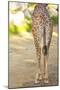 Giraffe II-Karyn Millet-Mounted Photographic Print