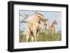 Giraffe in Etosha, Namibia-Micha Klootwijk-Framed Photographic Print