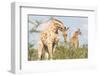 Giraffe in Etosha, Namibia-Micha Klootwijk-Framed Photographic Print