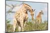 Giraffe in Etosha, Namibia-Micha Klootwijk-Mounted Photographic Print