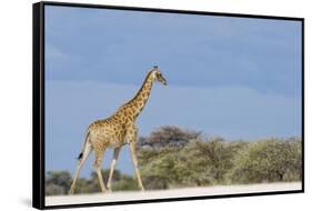 Giraffe in Etosha National Park-Paul Souders-Framed Stretched Canvas