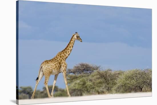 Giraffe in Etosha National Park-Paul Souders-Stretched Canvas