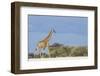 Giraffe in Etosha National Park-Paul Souders-Framed Photographic Print