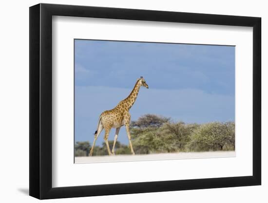 Giraffe in Etosha National Park-Paul Souders-Framed Photographic Print