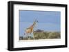 Giraffe in Etosha National Park-Paul Souders-Framed Photographic Print